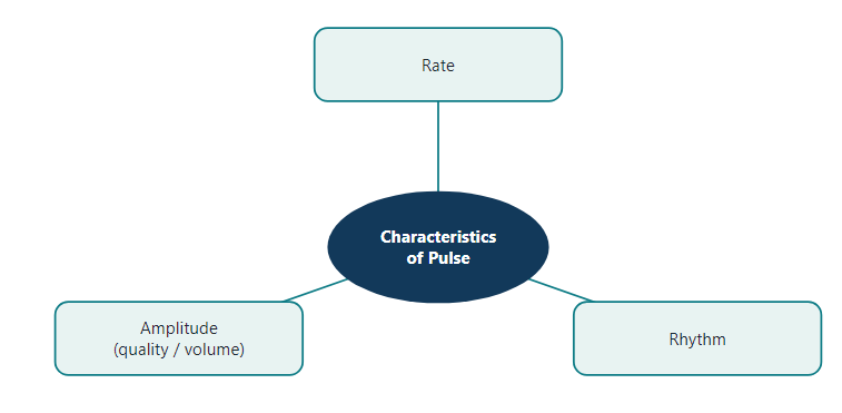 Characteristics of the pulse