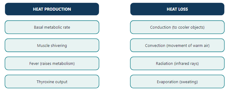 Heat production and heat loss mechanisms