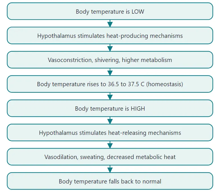 Regulation of body temperature by the hypothalamus (negative feedback)