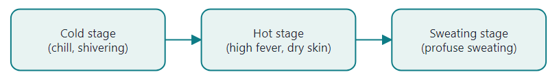 Three stages of rigor